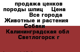 продажа ценков породы шпиц  › Цена ­ 35 000 - Все города Животные и растения » Собаки   . Калининградская обл.,Светлогорск г.